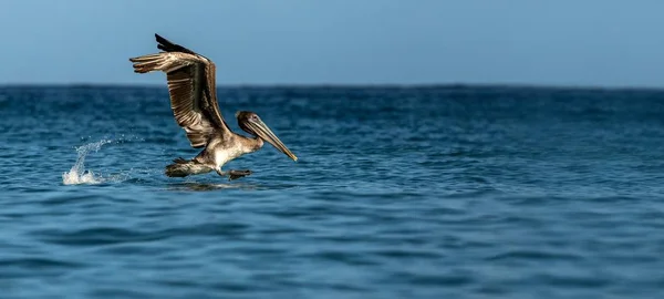 Pesca Brown Pelican Pelecanus Occidentalis Decolando Com Asas Estendidas Tobago — Fotografia de Stock