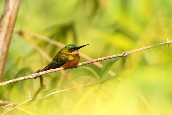 Rufous-tailed Jacamar sitting on bamboo branch caribbean forest. Trinidad and Tobago, colorful exotic bird, bird waiting on branch and catching insects, exotic adventure in Caribbean nature