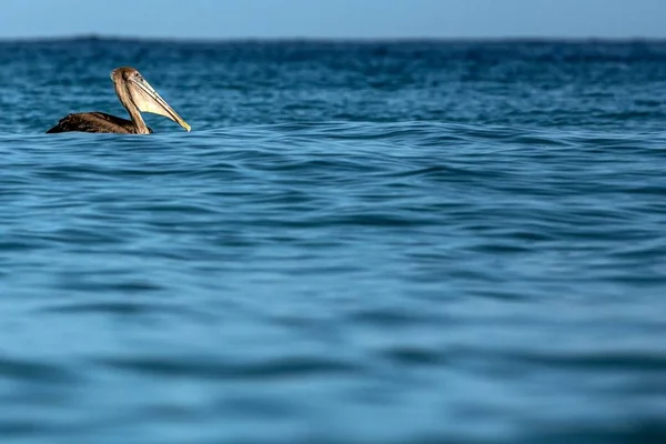 Fiske Brown Pelican Pelecanus Occidentalis Flyter Havsytan Tobago Island Wildlife — Stockfoto