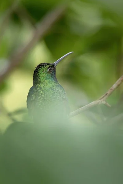 Sabre Cauda Branca Sentado Retrato Pássaro Floresta Tropical Caribenha Trinidad — Fotografia de Stock