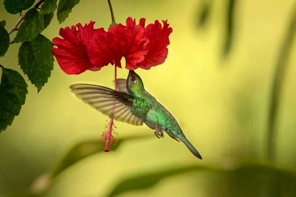 White Tailed Sabrewing Vznáší Další Červené Ibiscus Květina Ptáka Letu — Stock fotografie