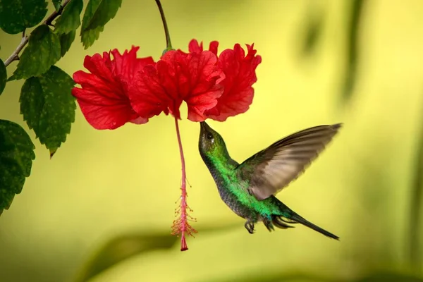 Белохвостый Саблезубый Висящий Рядом Красным Цветком Ибискуса Летящая Птица Тропический — стоковое фото