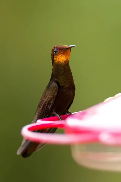 Topaze Rubis Colibri Assis Sur Mangeoire Rouge Portrait Oiseau Forêt — Photo