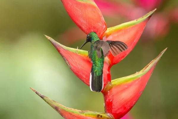 Sabre Cauda Branca Sentado Flor Vermelha Floresta Tropical Caribenha Trinidad — Fotografia de Stock