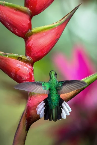 Säbelschnäbler Sitzen Auf Roter Blume Karibischem Tropenwald Trinidad Und Tobago — Stockfoto