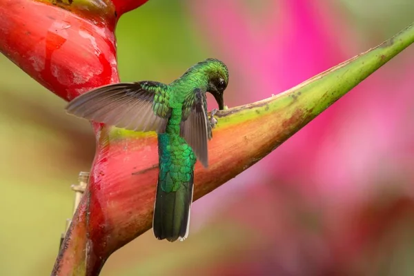 Sabre Cauda Branca Sentado Flor Vermelha Floresta Tropical Caribenha Trinidad — Fotografia de Stock