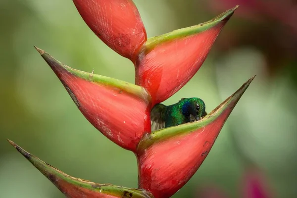 Sabre Queue Blanche Assis Sur Fleur Rouge Forêt Tropicale Des — Photo