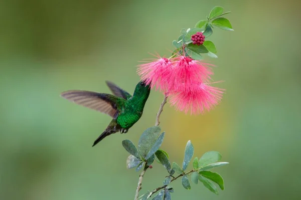 Colibri Roussâtre Planant Côté Fleur Mimosa Rose Oiseau Vol Forêt — Photo