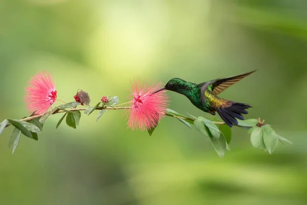 Copper Rumped Hummingbird Hovering Next Pink Mimosa Flower Bird Flight — Stock Photo, Image