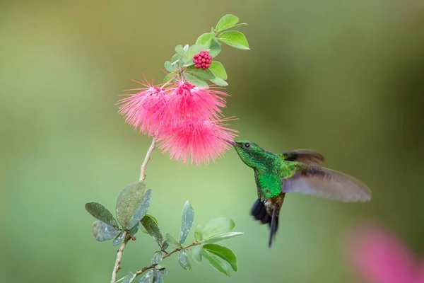 Koppar Rumped Hummingbird Svävar Bredvid Rosa Mimosa Blomma Fågel Flykt — Stockfoto
