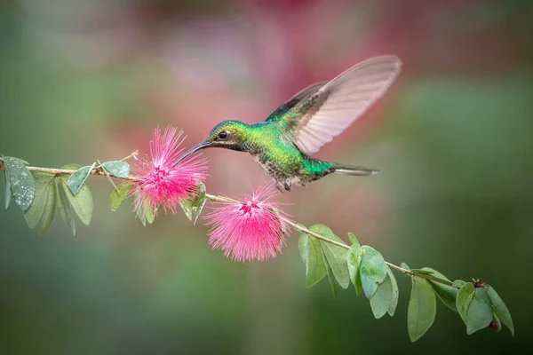 White Tailed Sabrewing Vznáší Další Růžový Květ Ptáka Letu Karibské — Stock fotografie