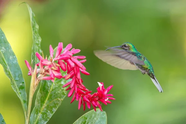 White Tailed Sabrewing Vznáší Další Růžový Květ Ptáka Letu Karibské — Stock fotografie