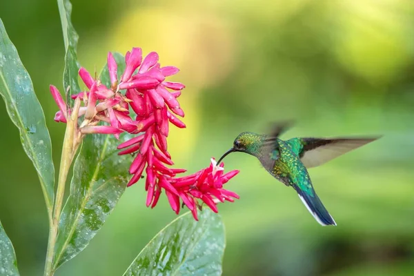 Vitstjärtad Sabrewing Svävar Nästa Till Rosa Blomma Fågel Flykt Caribean — Stockfoto