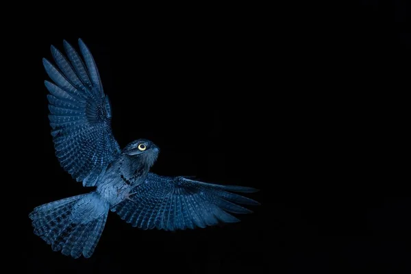 一般的なタチヨタカ科 Nyctibius ミセス属 夜の間に飛行中の黄色の目を持つ夜行性の鳥昆虫を捜します 広げた翼 野生動物のシーン Caribic のエキゾチックな冒険 — ストック写真