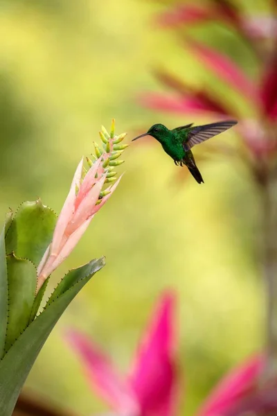 Beija Flor Cobre Rumped Pairando Lado Flor Rosa Amarela Pássaro — Fotografia de Stock