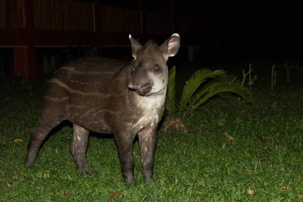 South American tapir (Tapirus terrestris) in natural habitat during night, cute baby animal with stripes, portrait of rare animal from Peru, amazonia, wildlife scene — Stock Image South American Tapir Tapirus Terrestris Natural Habitat Night Cute Baby Royalty Free Stock Images