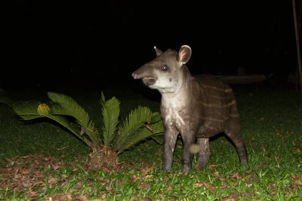 South American tapir (Tapirus terrestris) in natural habitat during night, cute baby animal with stripes, portrait of rare animal from Peru, amazonia, wildlife scene — Stock Image South American Tapir Tapirus Terrestris Natural Habitat Night Cute Baby Royalty Free Stock Images
