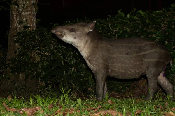 South American tapir (Tapirus terrestris) in natural habitat during night, cute baby animal with stripes, portrait of rare animal from Peru, amazonia, wildlife scene — Stock Image South American Tapir Tapirus Terrestris Natural Habitat Night Cute Baby Stock Image