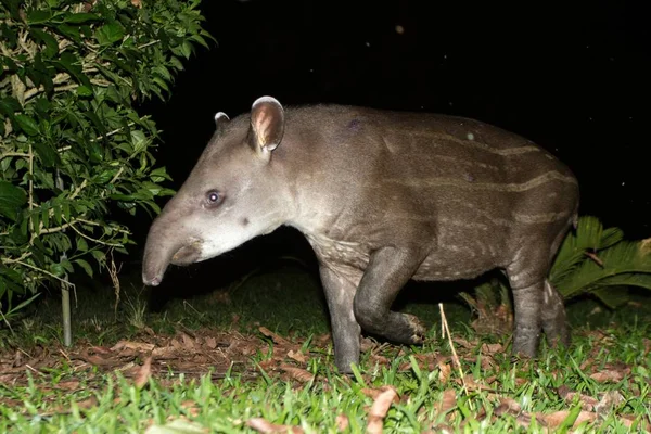South American tapir (Tapirus terrestris) in natural habitat during night, cute baby animal with stripes, portrait of rare animal from Peru, amazonia, wildlife scene — Stock Image South American Tapir Tapirus Terrestris Natural Habitat Night Cute Baby Stock Picture