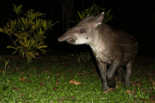 South American tapir (Tapirus terrestris) in natural habitat during night, cute baby animal with stripes, portrait of rare animal from Peru, amazonia, wildlife scene — Stock Image South American Tapir Tapirus Terrestris Natural Habitat Night Cute Baby Royalty Free Stock Photos