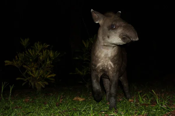 South American tapir (Tapirus terrestris) in natural habitat during night, cute baby animal with stripes, portrait of rare animal from Peru, amazonia, wildlife scene — Stock Image South American Tapir Tapirus Terrestris Natural Habitat Night Cute Baby Stock Image