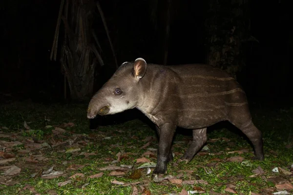 South American tapir (Tapirus terrestris) in natural habitat during night, cute baby animal with stripes, portrait of rare animal from Peru, amazonia, wildlife scene — Stock Image South American Tapir Tapirus Terrestris Natural Habitat Night Cute Baby Stock Picture