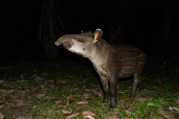South American tapir (Tapirus terrestris) in natural habitat during night, cute baby animal with stripes, portrait of rare animal from Peru, amazonia, wildlife scene — Stock Image South American Tapir Tapirus Terrestris Natural Habitat Night Cute Baby Royalty Free Stock Photos