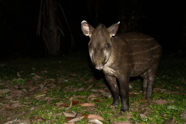 South American tapir (Tapirus terrestris) in natural habitat during night, cute baby animal with stripes, portrait of rare animal from Peru, amazonia, wildlife scene — Stock Image South American Tapir Tapirus Terrestris Natural Habitat Night Cute Baby Stock Photo
