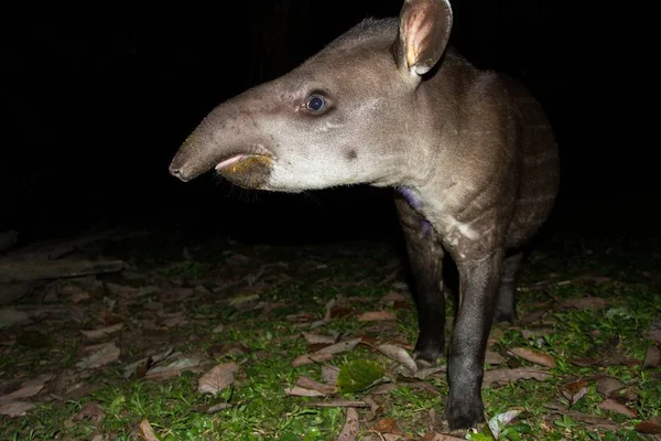 South American tapir (Tapirus terrestris) in natural habitat during night, cute baby animal with stripes, portrait of rare animal from Peru, amazonia, wildlife scene — Stock Image South American Tapir Tapirus Terrestris Natural Habitat Night Cute Baby Stock Photo