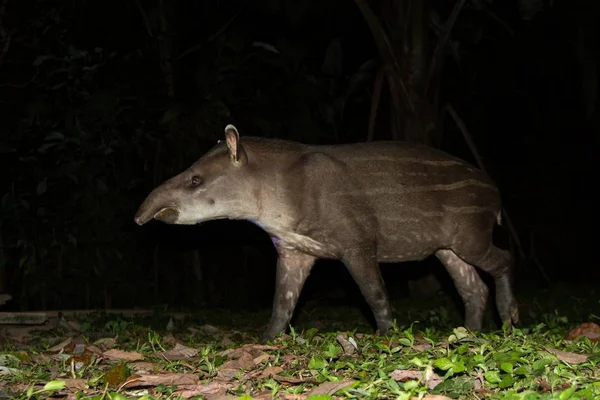 South American tapir (Tapirus terrestris) in natural habitat during night, cute baby animal with stripes, portrait of rare animal from Peru, amazonia, wildlife scene — Stock Image South American Tapir Tapirus Terrestris Natural Habitat Night Cute Baby Stock Picture