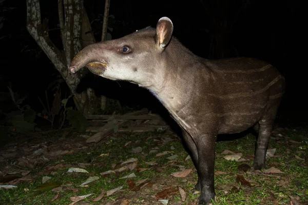 South American tapir (Tapirus terrestris) in natural habitat during night, cute baby animal with stripes, portrait of rare animal from Peru, amazonia, wildlife scene — Stock Image South American Tapir Tapirus Terrestris Natural Habitat Night Cute Baby Royalty Free Stock Photos