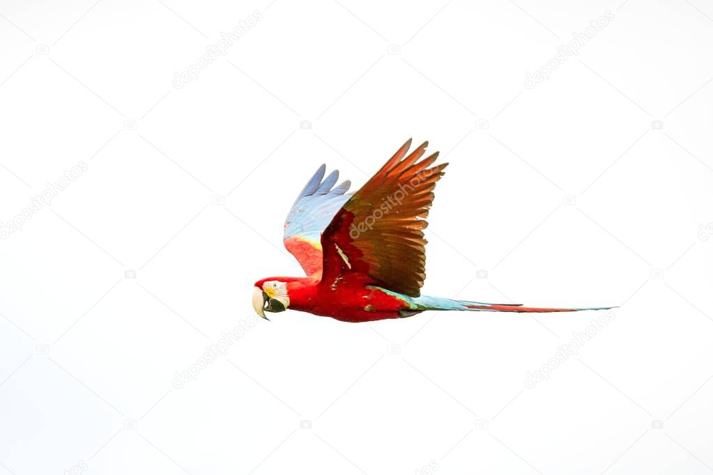 Red parrots in flight. Macaw flying, white background, isolated bird,red and green Macaw in tropical forest, Brazil, Wildlife scene from tropical nature. beautiful bird flying