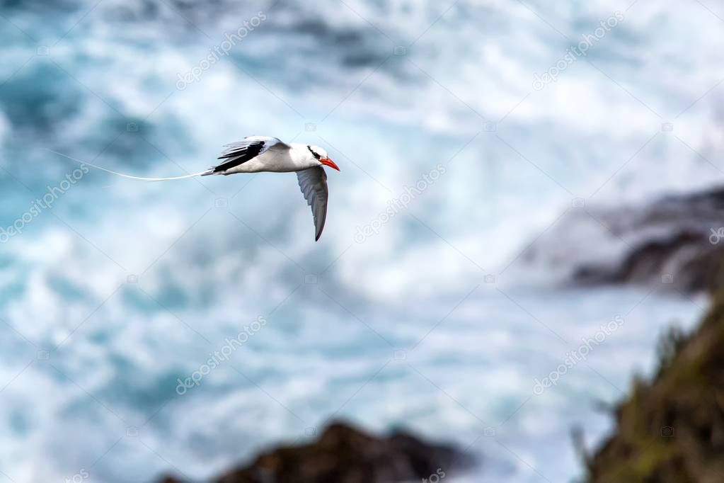 Red-billed Tropicbird (Phaethon aethereus) flying over the Pacific ocean near Galapagos Islands, beautiful white bird with sea and cliffs in background, elegant bird with long tail