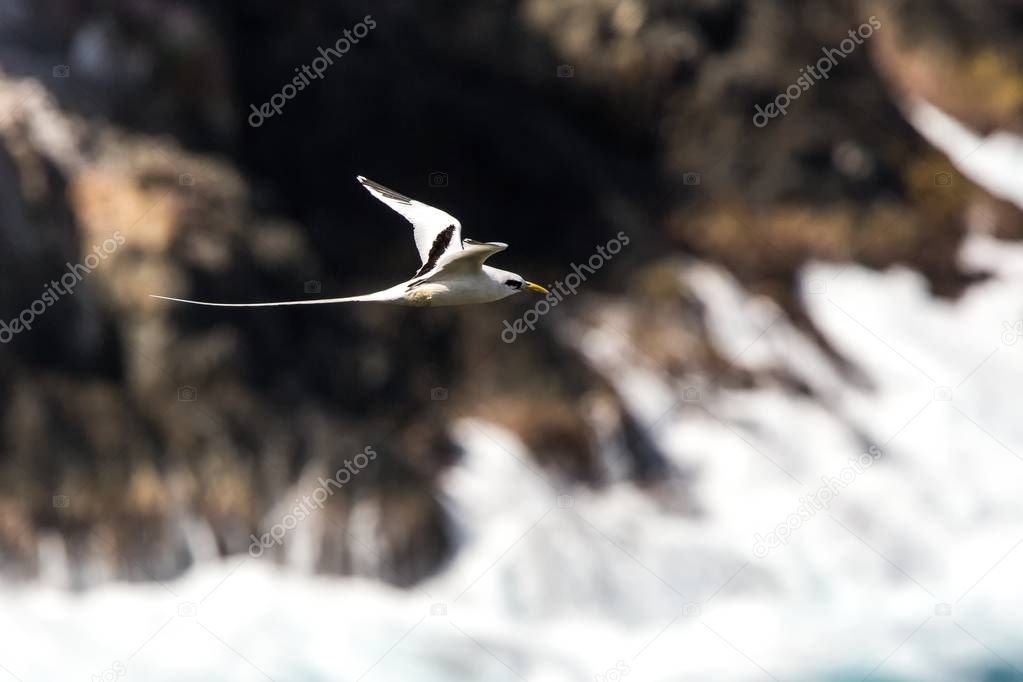 Yellow-billed Tropicbird (Phaethon lepturus) flying over the Pacific ocean near Galapagos Islands, beautiful white bird with sea and cliffs in background, elegant bird with long tail