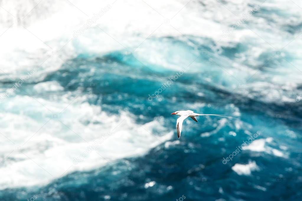 Red-billed Tropicbird (Phaethon aethereus) flying over the Pacific ocean near Galapagos Islands, beautiful white bird with sea and cliffs in background, elegant bird with long tail