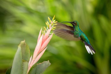 Ak kuyruklu sabrewing ileri pembe çiçek, kuş uçuş, Okyanusya'ya tropikal orman, Trinidad ve Tobago, doğal yaşam, güzel sinekkuşu nektar, colouful arka plan emme hovering