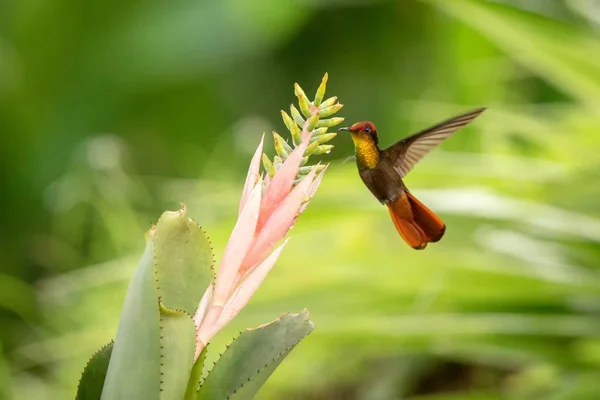 Ruby Topaz Hovering Next Pink Yellow Flower Bird Flight Caribean — Zdjęcie stockowe