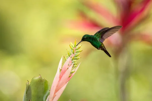 Pasăre Colibri Plutind Lângă Floarea Roz Pasăre Zbor Pădure Tropicală — Fotografie, imagine de stoc