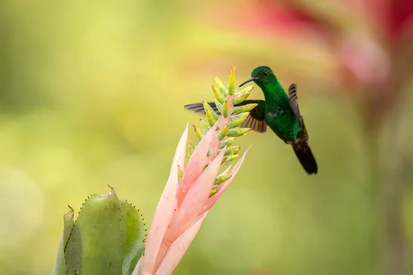 铜隆隆的蜂鸟盘旋旁边粉红色的花 飞行中的鸟 加勒比豆热带森林 特立尼达和多巴哥 自然栖息地 蜂鸟吸吮花蜜 可爱的背景 — 图库照片