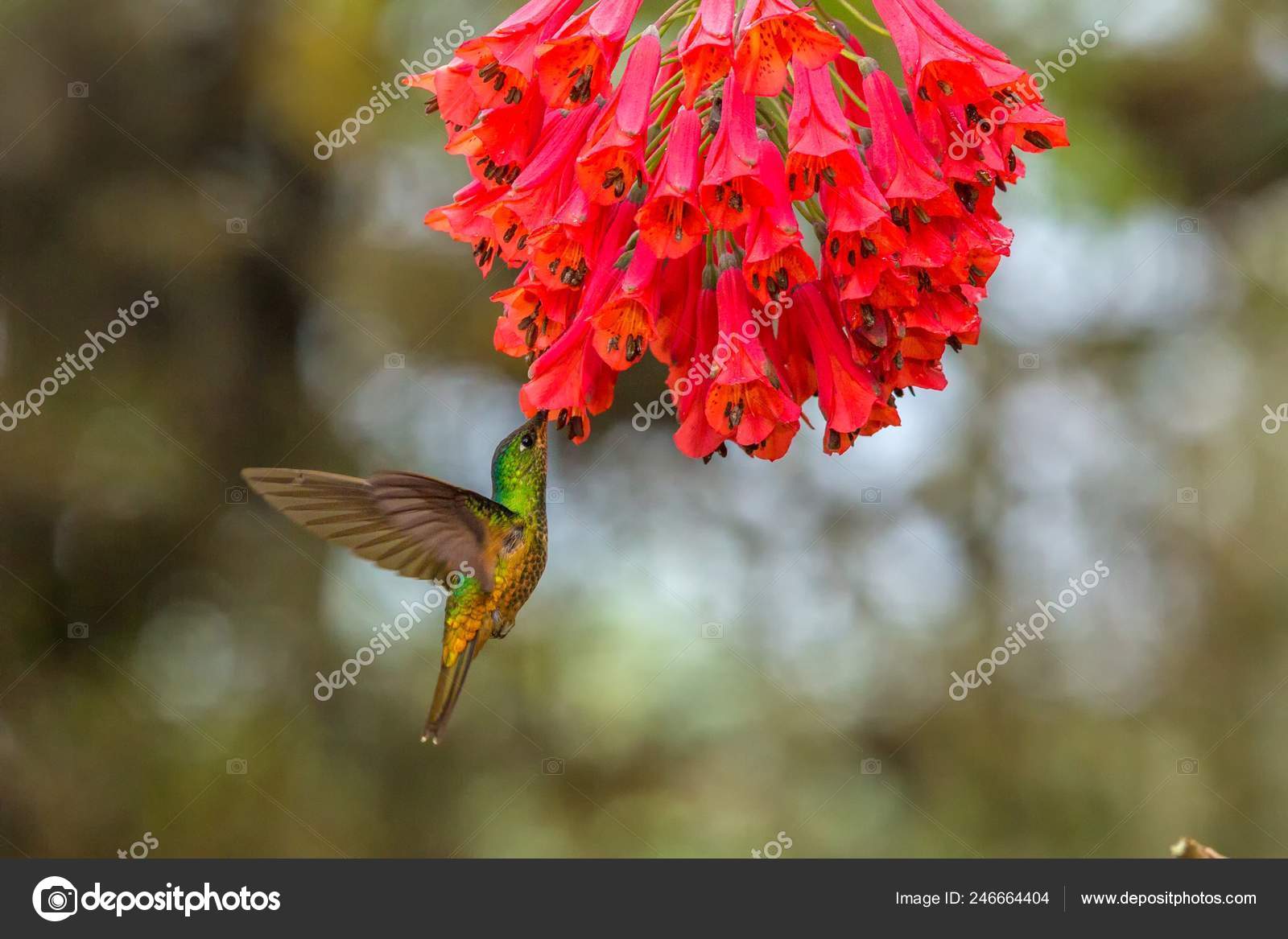Inca Ventre Doré Vol Stationnaire Côté Fleur Rouge Forêt
