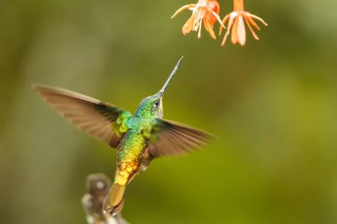 Portakal çiçeği yanındaki hovering altın karınlı starfrontlet tropikal orman, Kolombiya, uzanmış kanatları, yaban hayatı sahne, egzotik Bahçe, güzel sinekkuşu nektar çiçek üzerinden emme kuş