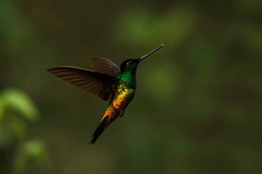 golden-bellied starfrontlet hovering in  air,tropical forest,Colombia, bird sucking nectar from blossom in garden,beautiful hummingbird with outstretched wings,wildlife scene,clear dark background clipart