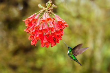 Yakalı Inca yanındaki kırmızı çiçek gezinip, tropikal orman, Kolombiya, kuş emme nektar Çiçek bahçesinde, uzanmış kanatları, doğa yaban hayatı sahne, egzotik macera ile güzel sinek kuşu