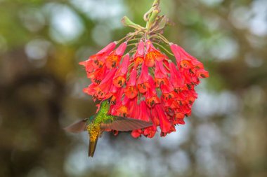 Altın karınlı starfrontlet kırmızı çiçek yanındaki hovering tropikal orman, Kolombiya, uzanmış kanatları, doğa yaban hayatı sahne, egzotik Bahçe, güzel sinekkuşu nektar çiçek üzerinden emme kuş