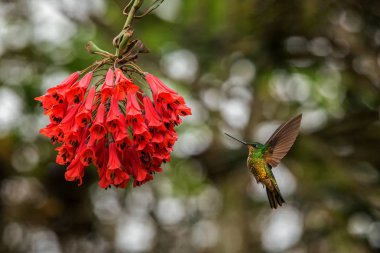Altın karınlı starfrontlet kırmızı çiçek yanındaki hovering tropikal orman, Kolombiya, uzanmış kanatları, doğa yaban hayatı sahne, egzotik Bahçe, güzel sinekkuşu nektar çiçek üzerinden emme kuş