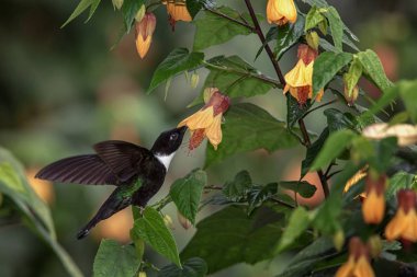 Yakalı Inca yanındaki sarı çiçek gezinip, tropikal orman, Kolombiya, kuş emme nektar Çiçek bahçesinde, uzanmış kanatları, doğa yaban hayatı sahne, egzotik macera ile güzel sinek kuşu