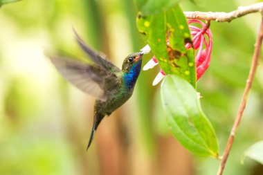 Ak kuyruklu hillstar Bahçe, beyaz ve kırmızı çiçek yanındaki tropikal orman, Kolombiya, açık renkli arka plan, mavi boğaz ve uzanmış kanatlar ile güzel sinek kuşu kuş uçan