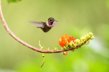Mor boğazlı burmeisteri portakal çiçeği yanındaki hovering ile Bahçe, güzel sinekkuşu nektar çiçek üzerinden emme tropikal orman, Kolombiya, kuş kanatları, doğa yaban hayatı sahne uzanmış