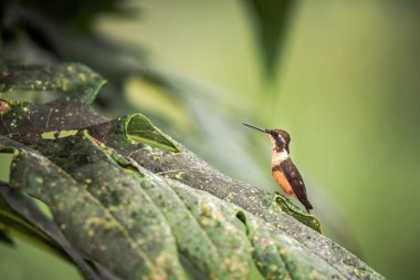 Mor boğazlı burmeisteri izinli, sinekkuşu gelen tropik orman, Kolombiya, oturan kuş Çiçek Bahçe, yeşil arka plan, doğa sahne, egzotik macera üzerinde dinlenme tüneyen, küçük güzel kuş