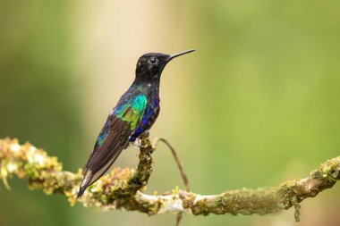 Şube, sinekkuşu gelen tropik orman, Kolombiya, oturup kadife-mor taç Çiçek bahçesinde, dinlenme tüneyen, küçük güzel bir kuş kuş açık arka plan, doğa, yaban hayatı, egzotik macera gezisi